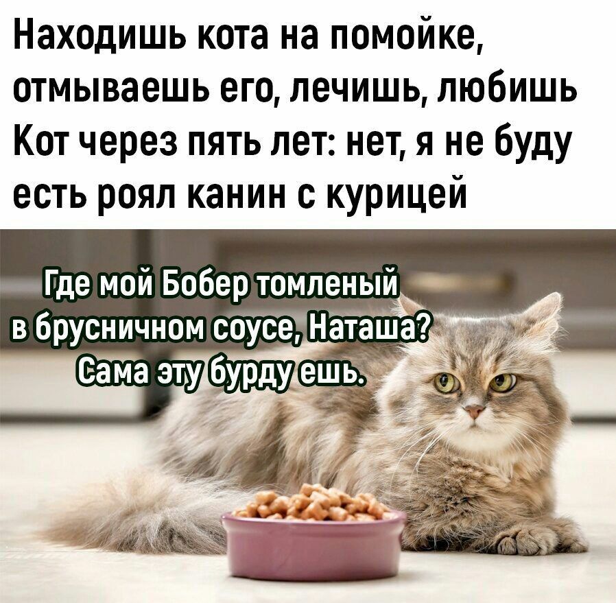 Находишь кота на помойке отмываешь его печишь любишь Кот через пять лет нет я не буду есть роял канин с курицей Где мой Бобер томпеный _