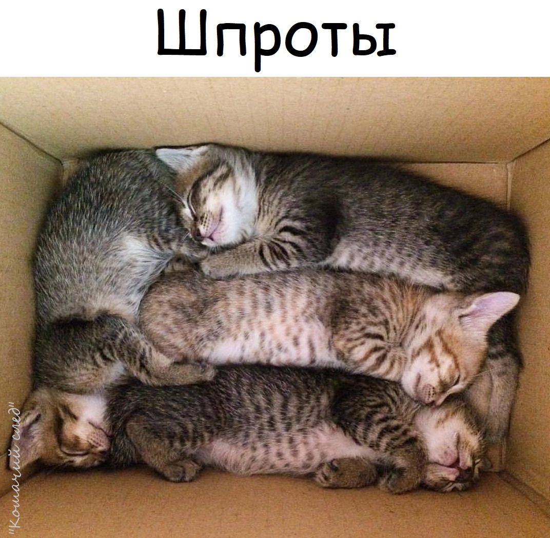 Шпроть
