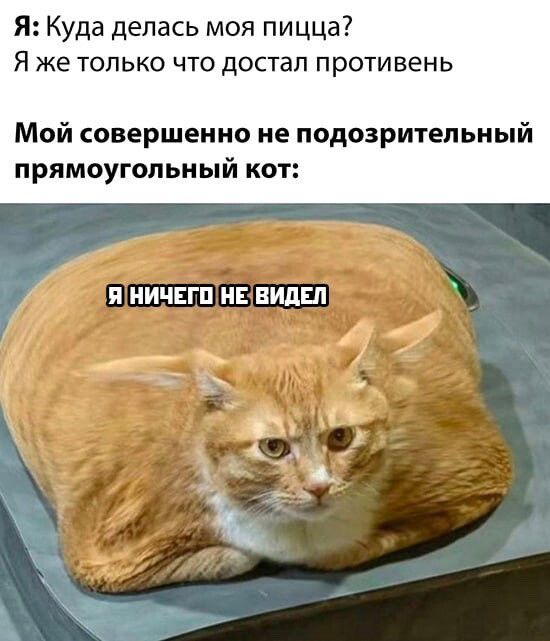 Я Куда делась моя пицца Я же только что достал противень Мой совершенно не подозрительный прямоугольный кот Я ИИЧЕГП Е ВИДЕЛ