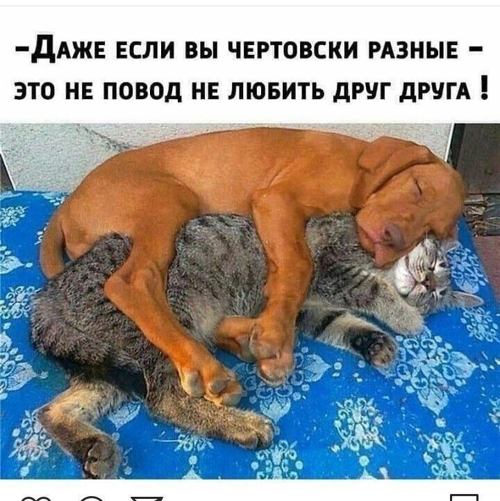 дАЖЕ ЕСЛИ ВЫ ЧЕРТОВЕКИ РАЗНЫЕ ЭТО НЕ ПОВОД НЕ ЛЮБИТЬ дРУГ дРУГА