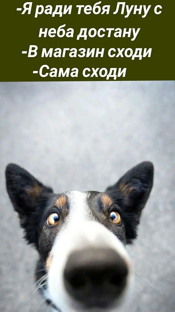 Я ради тебя Луну с неба достану В магазин сходи Сама сходи