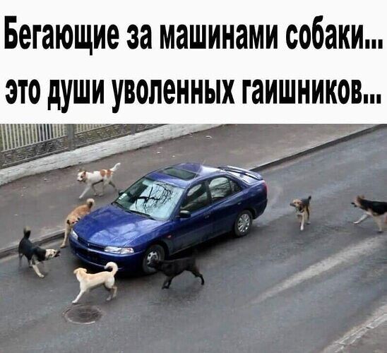 Бегающие за машинами собаки это души уволенных гаишников