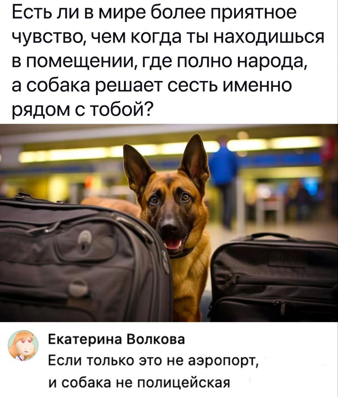 Есть ли в мире более приятное чувство чем когда ты находишься в помещении где попно народа а собака решает сесть именно рядом с тобой Екатерина Волкова Если только это не аэропорт и собака не полицейская