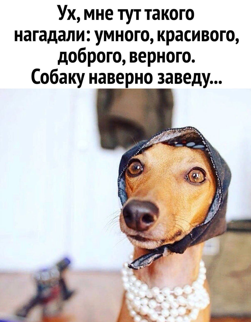 Ух мне тут такого нагадали умного красивого доброго верного Собаку наверно заведу