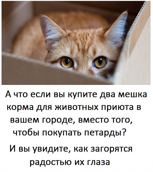 А что если вы купите два мешка корма для животных приюта в вашем городе вместо того чтобы покупать петарды И вы увидите как загорятся радостью их глаза