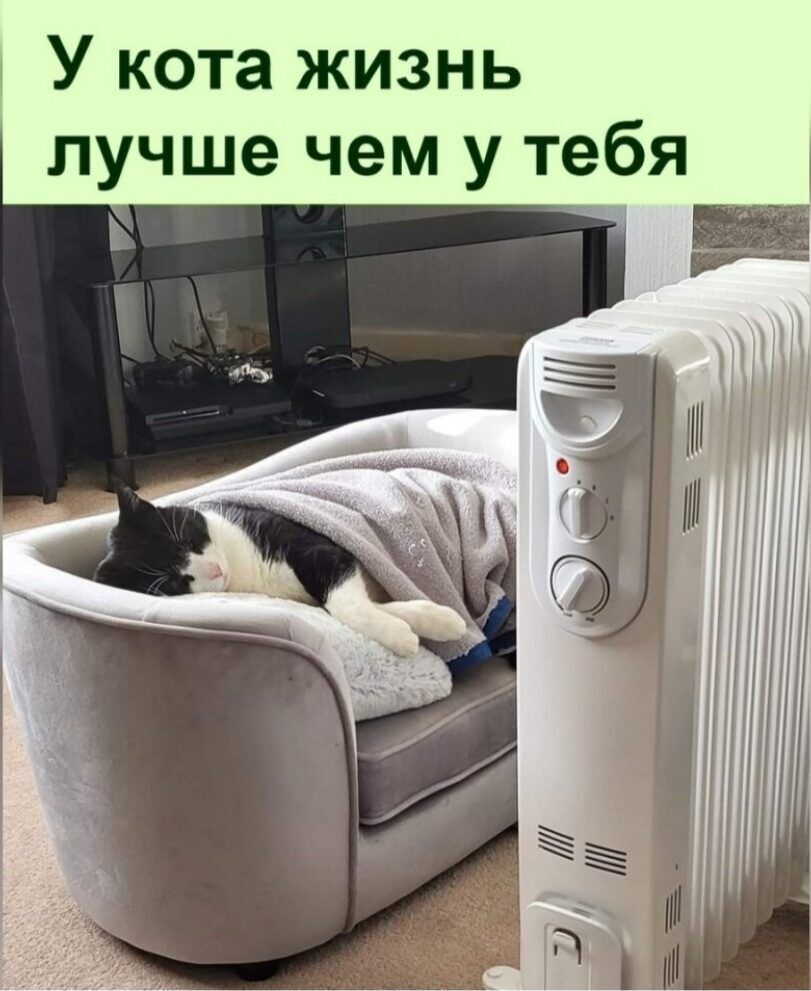 У кота жизнь лучше чем у тебя