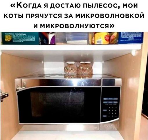 КОГДА Я ДОСТАЮ ПЫЛЕСОС МОИ КОТЫ ПРЯЧУТСЯ ЗА МИКРОВОЛНОВКОЙ И МИКРОВОПНУЮТСЯ Ш_Ш