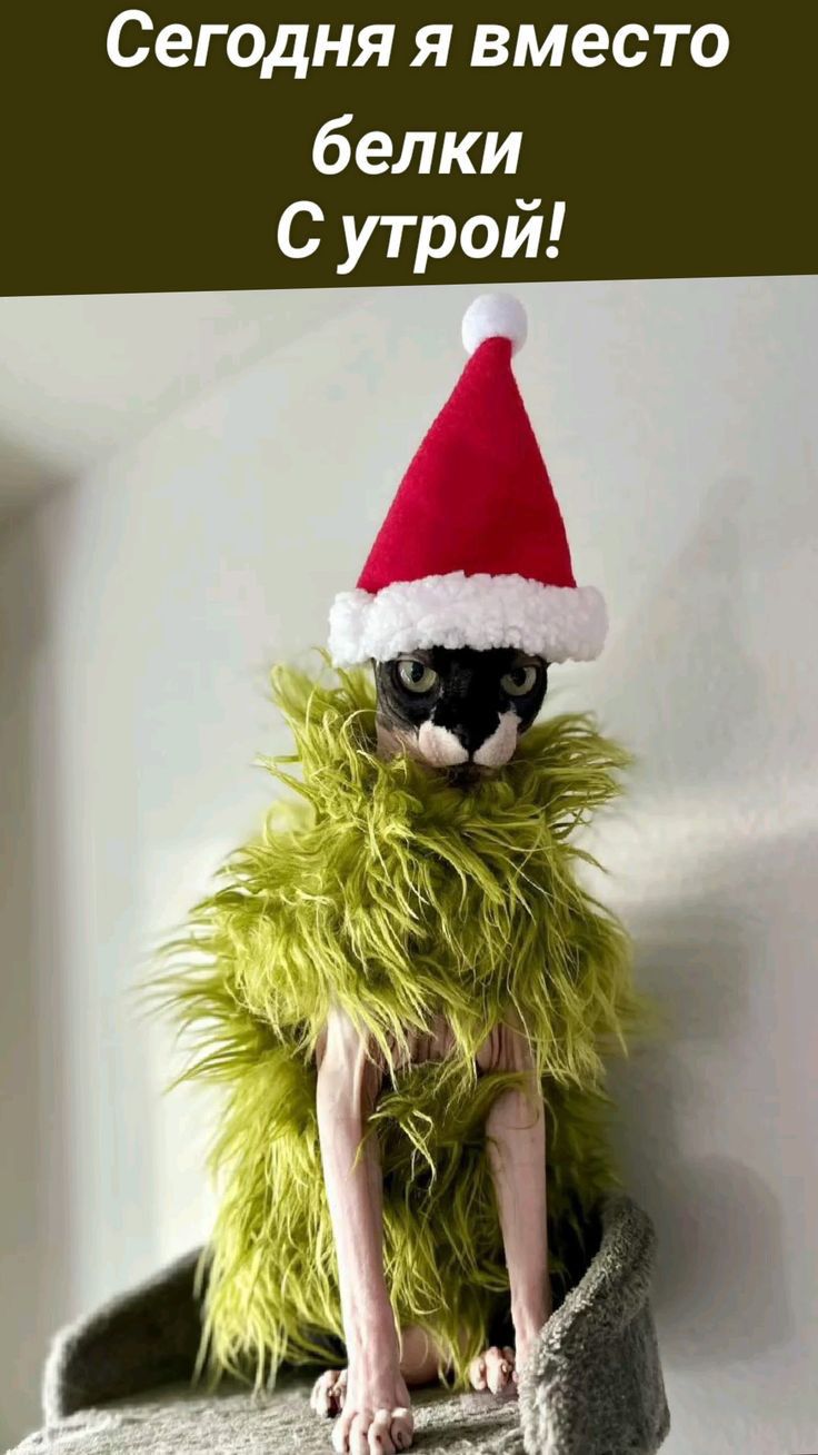 Сегодня я вместо белки