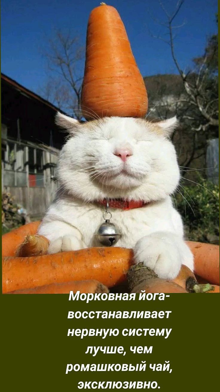Морковная йога восстанавливает нервную систему лучше чем ромашковый чай эксклюзивно