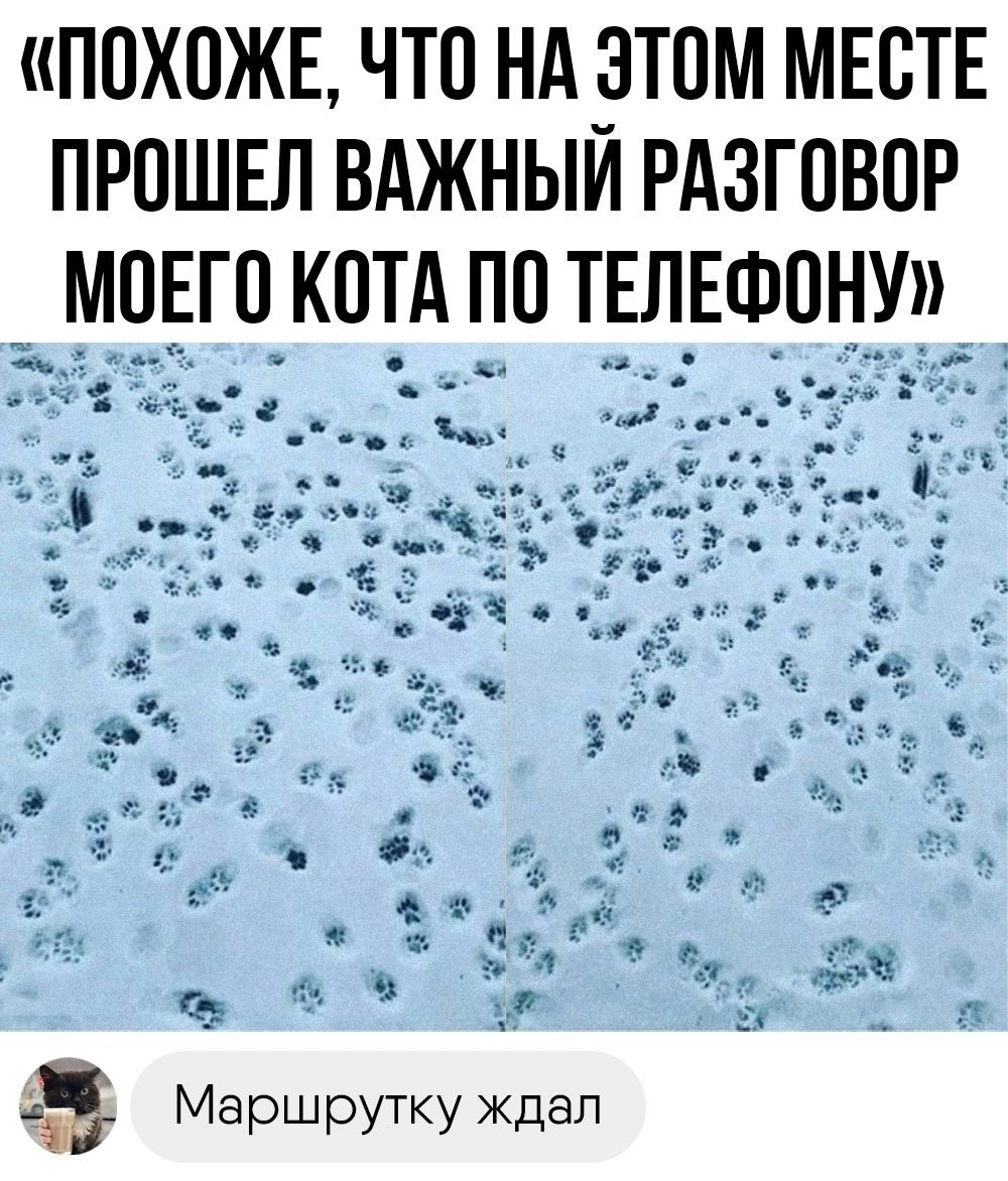 ПОХОЖЕ ЧТО НА ОТОМ МЕОТЕ ПРОШЕЛ ВАЖНЫИ РАЗГОВОР МОЕГОКОТА ПО ТЕЛ_ЕФОНУ аз Маршрутку ждал