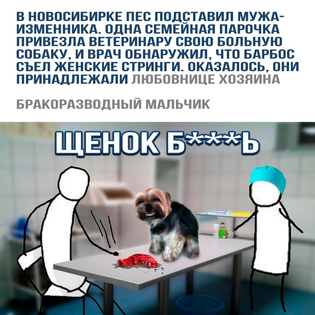 В НПВПСИБИРКЕ ПЕВ ППДБТАВИП МУЖА ИЗМЕННИКА ОДНА ВЕМЕИНАП ПАРПЧКА ПРИВЕЗПА ВЕТЕРИНАРУ СВОЮ БППЬНУЮ СПБАКУ И ВРАЧ ПБНАРУЖИП ЧТП БАРБПС СЬЕП ЖЕНСКИЕ СТРИНГИ ПКАЗА ПСЬ ОНИ ПРИНАДЛЕЖЛПИ КЗЫЁВЭШЦЁ эпики БРПКПРГ