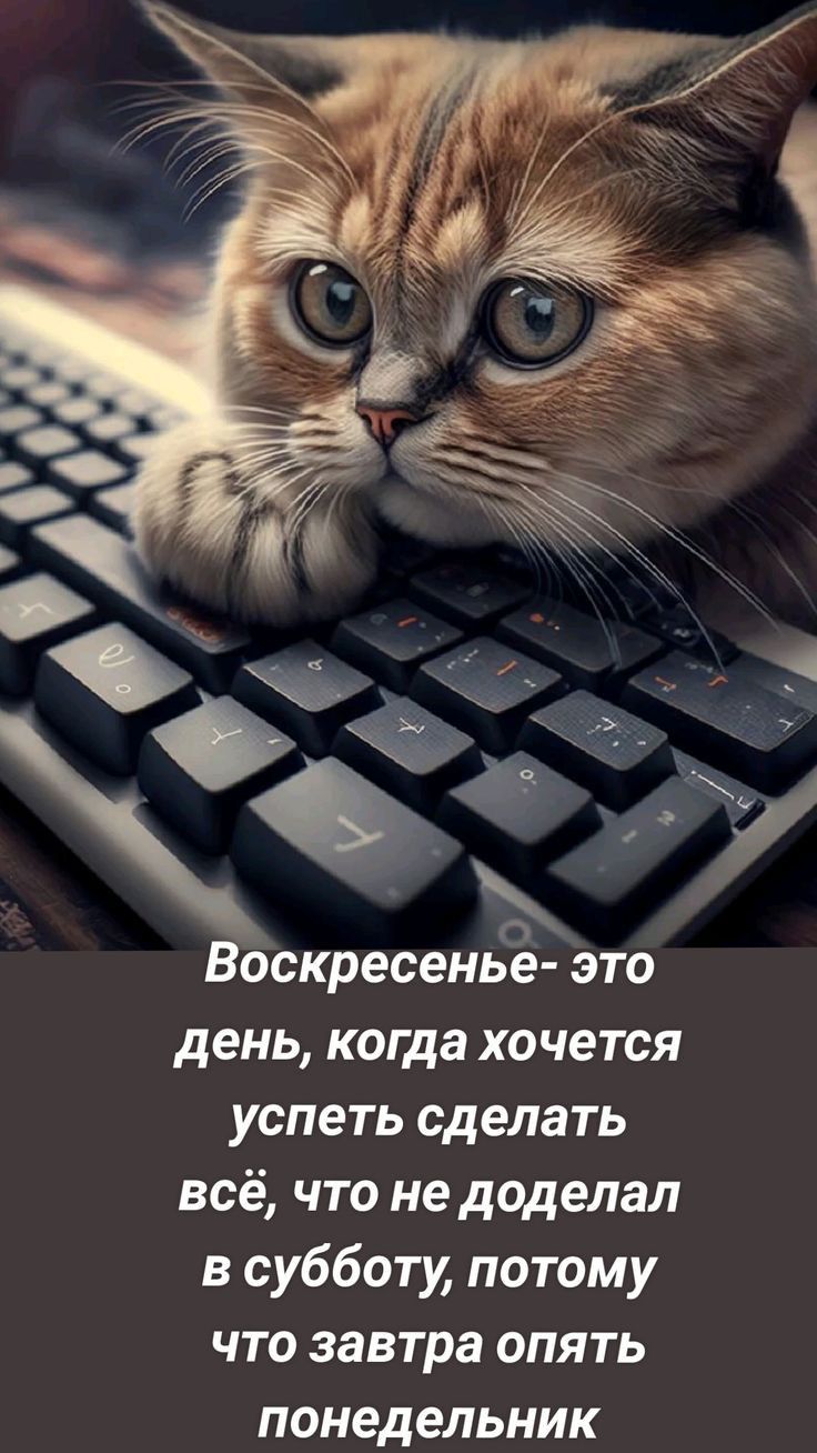 Воскресенье это день когда хочется успеть сделать всё что не доделал в субботу потому что завтра опять понедельник