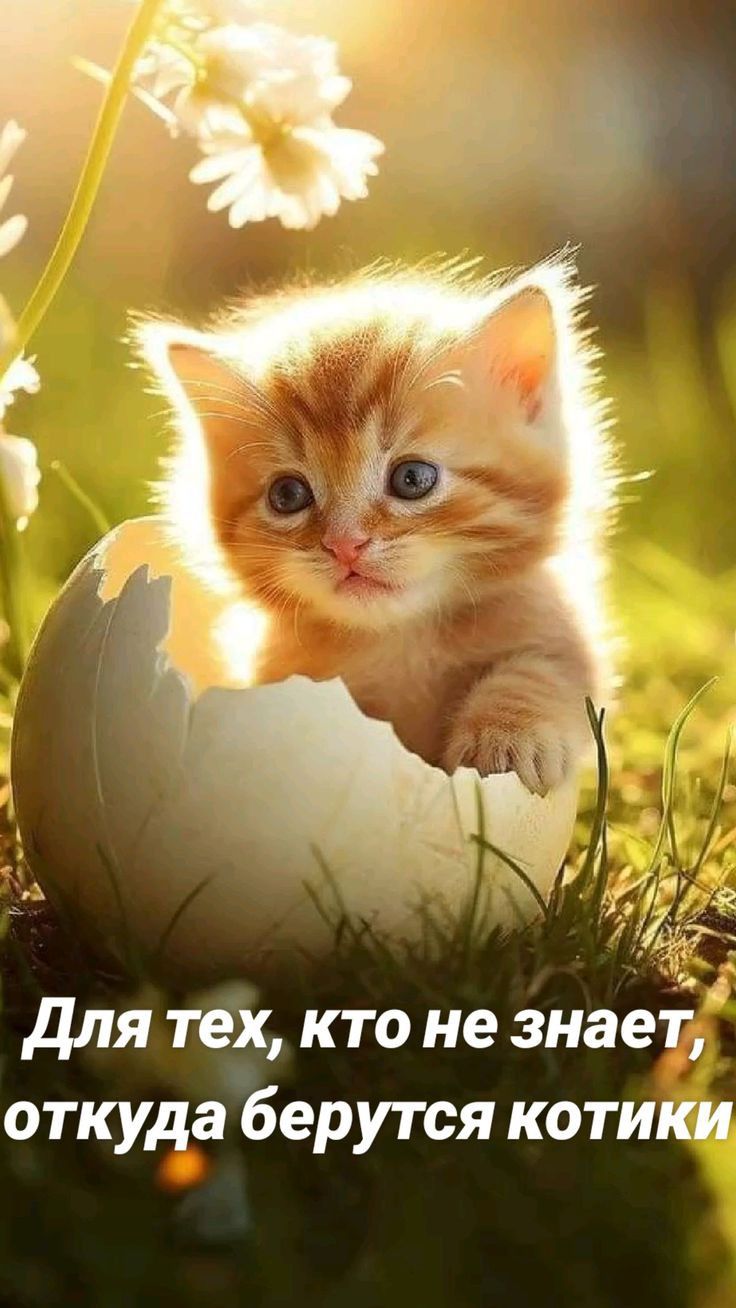 для тех кто не знает откуда берутся котики