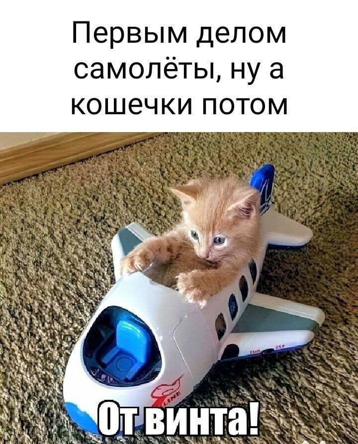 Первым делом самолёты ну а кошечки потом