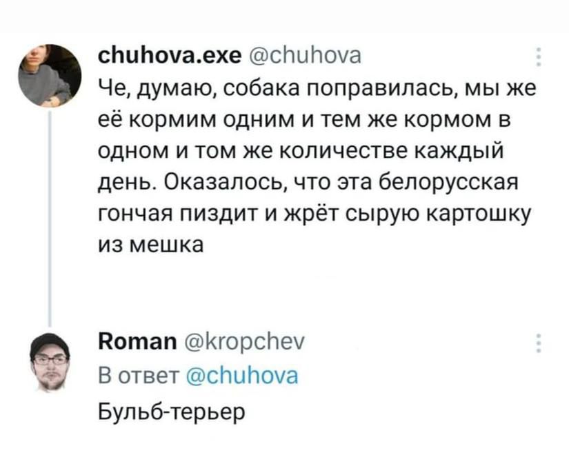 сЬцЬочаехе спипоуа Че думаю собака поправилась мы же её кормим одним и тем же кормом в ОДНОМ И ТОМ ЖЕ КОПИЧЕСТВЕ Каждый день ОКЭЗЭПОСЬ ЧТО ЭТЗ белорусская гончая пиздит и жрёт сырую картошку из мешка Потап КгорсНеч В ответ спипоча Бульб терьер