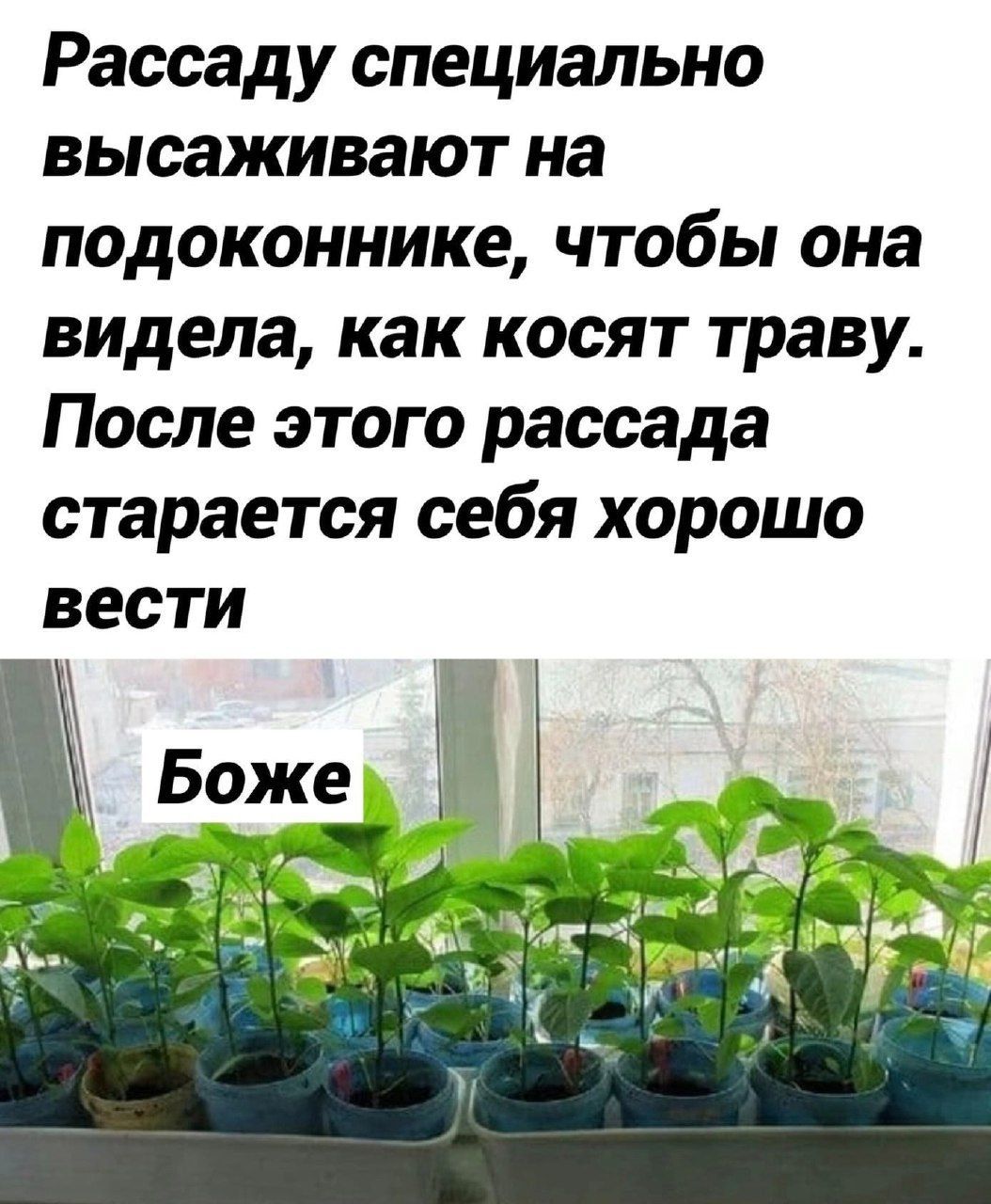 Рассаду специально высаживают на подоконнике чтобы она видела как косят траву После этого рассада старается себя хорошо ВССТИ