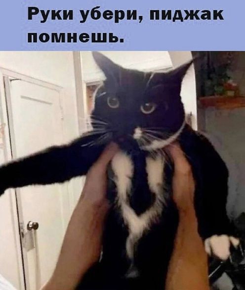 Руки убери пиджак помиешь