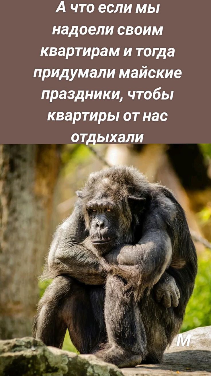 А что если мы надоели своим квартирам и тогда придумали майские праздники чтобы квартиры от нас от ыхали