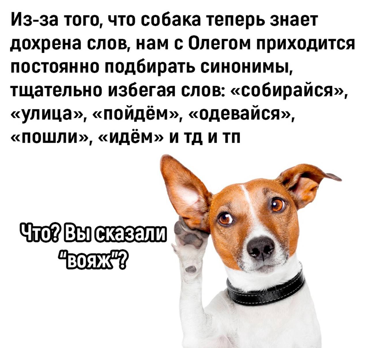 Изза того что собака теперь знает дохрена слов нам с Олегом приходится постоянно подбирать синонимы тщательно избегая слов собирайся улица пойдём одевайся пошли идёМ и тд и тп вояж _