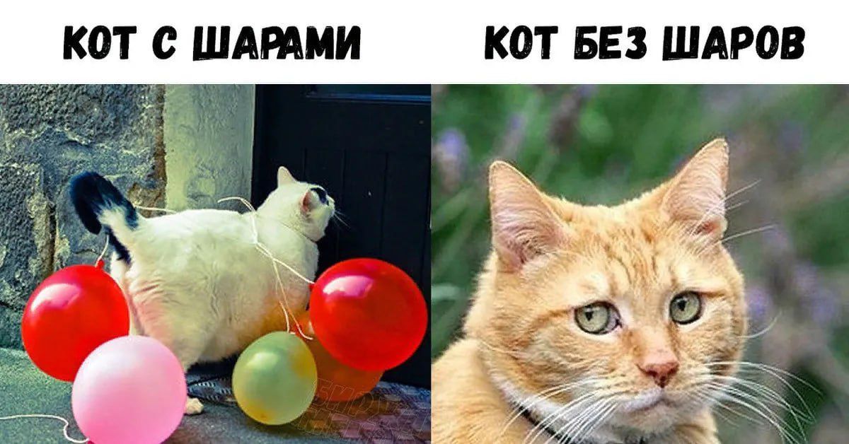 КОТ ШАРМ КОТ БЕЗ ШАРОВ