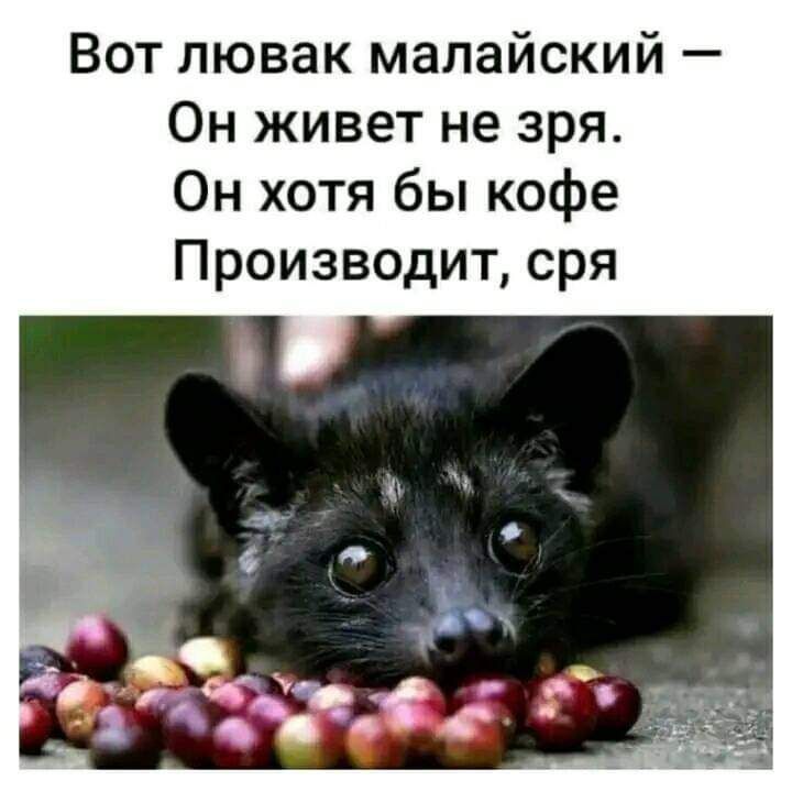 Вот лювак малайский Он живет не зря Он хотя бы кофе Производит сря