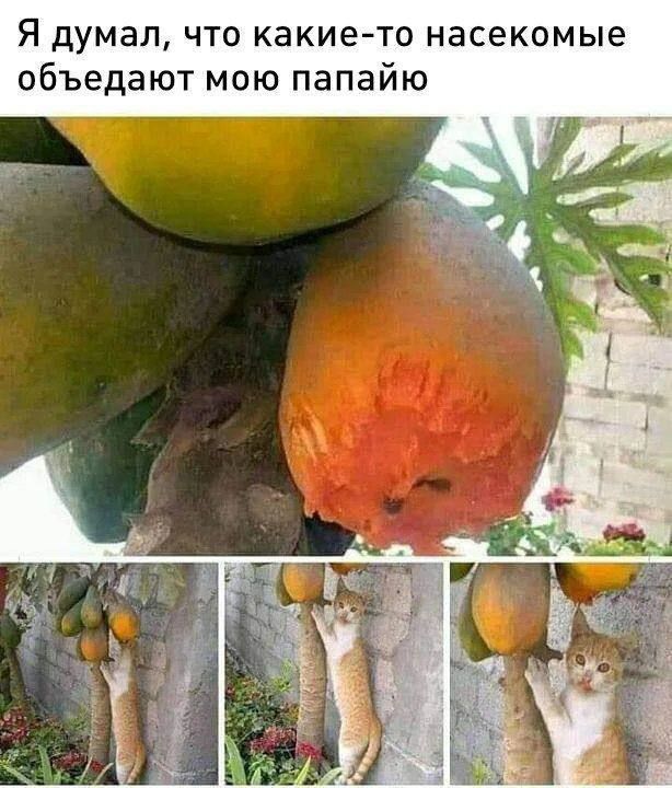 Я думал ЧТО какие то насекомые объедают МОЮ папайю