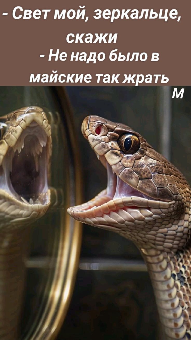 Свет мой зеркальце скажи Не надо было в майские так жрать