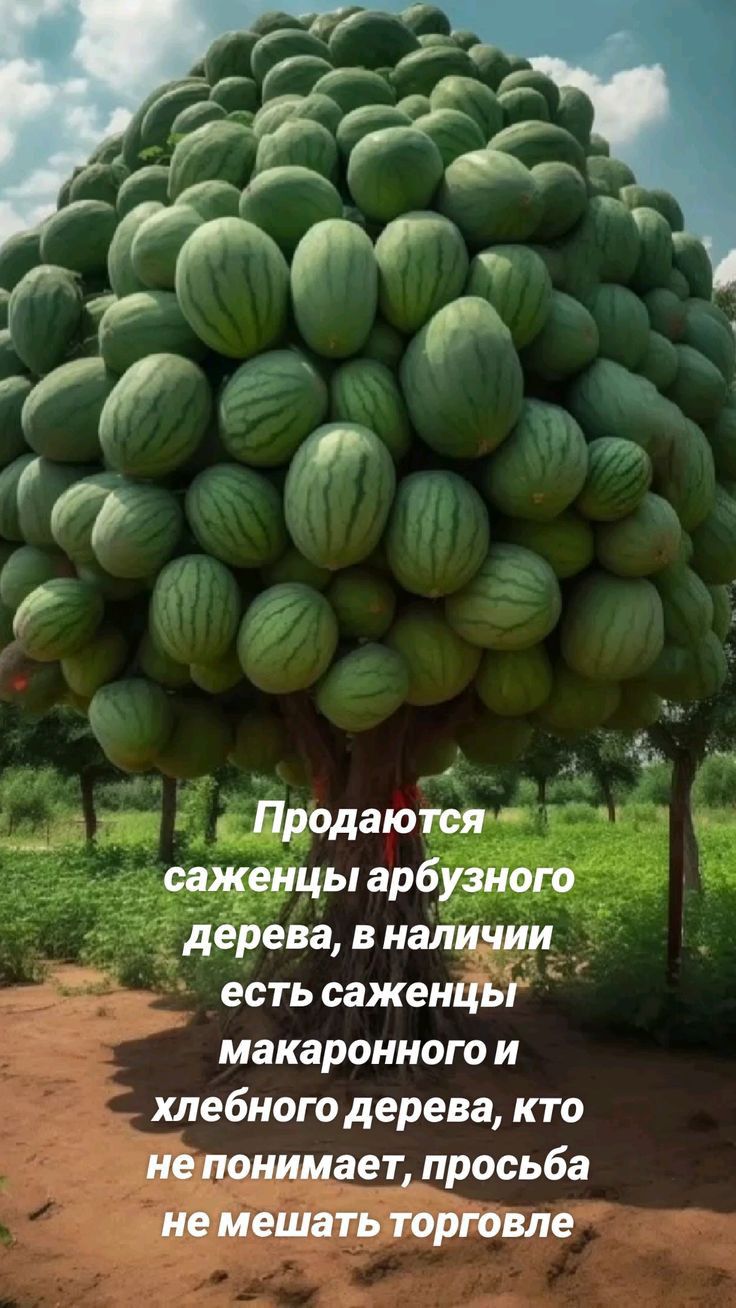 Продаются саженцы арбузнога дерева в наличии есть саженцьі макаронного и хлебного дерева кто напоминает просьба не мешать торговле