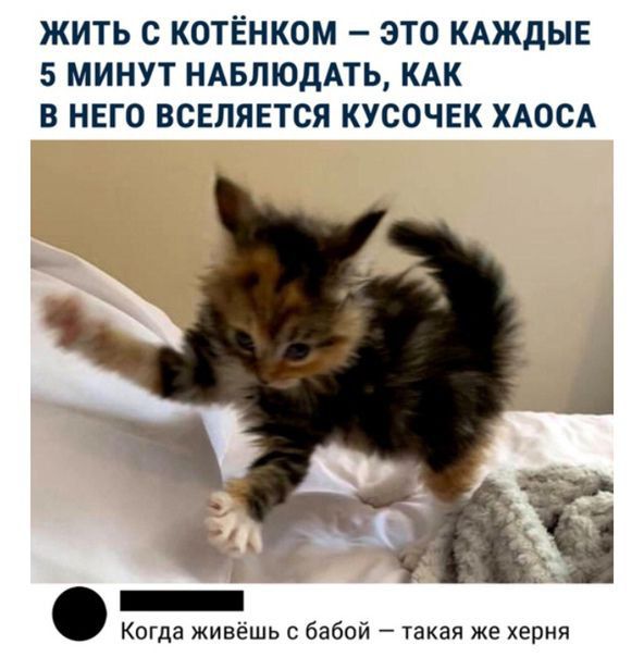 ЖИТЬ С КОТЁНКОМ ЭТО КАЖдЫЕ 5 МИНУТ НАБЛЮДАТЬ КАК В НЕГО ВСЕЛЯЕТСЯ КУСОЧЕК ХАОСА _ Когда живёшь бабой такая же херни