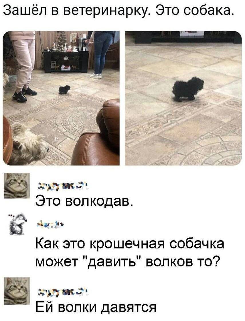 Зашёл в ветеринарку Это собака зч цж Это волкодав Э _ Как это крошечная собачка может давить волков то ___ Ей волки давятся