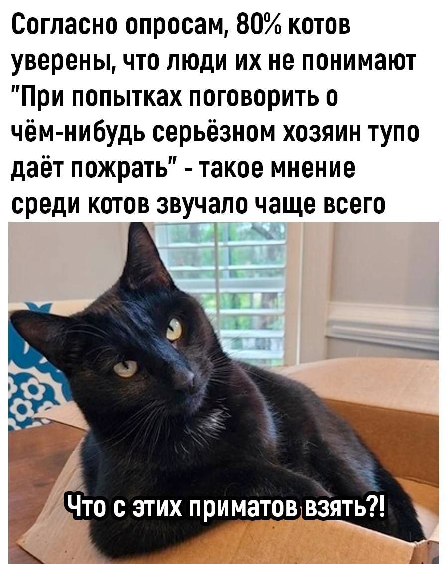 Согласно опросам 80 котов уверенычто люди их не понимают При попытках поговорить о чём нибудь серьёзном хозяин тупо даёт пожрать такое мнение среди КОТОВ ЗВУЧЗПО чаще ВСЕГО п Что с этих приматов взять