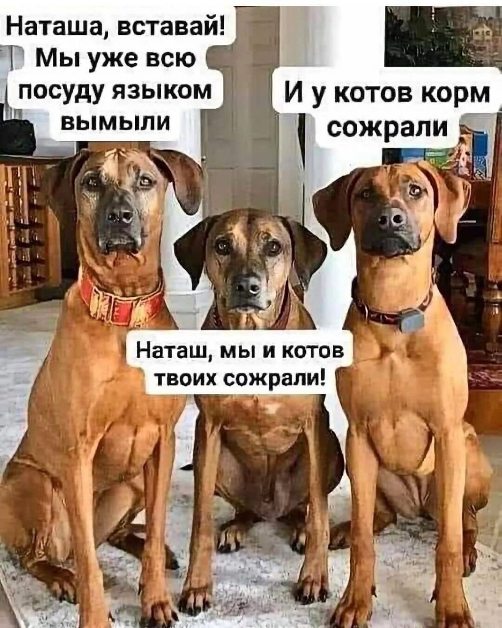 Наташа вставай Т Мы уже всю посуду ЯЗЫКОМ ВЫМЫПИ И у котов корм сожрали