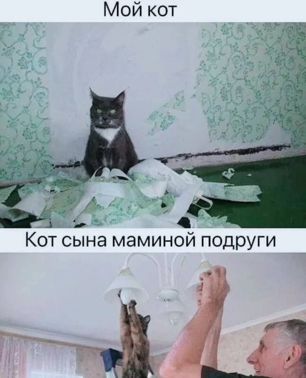 Мой кот Кот сына маминой подруги Р