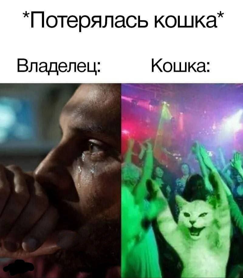 Потерялась кошка Владелец Кошка