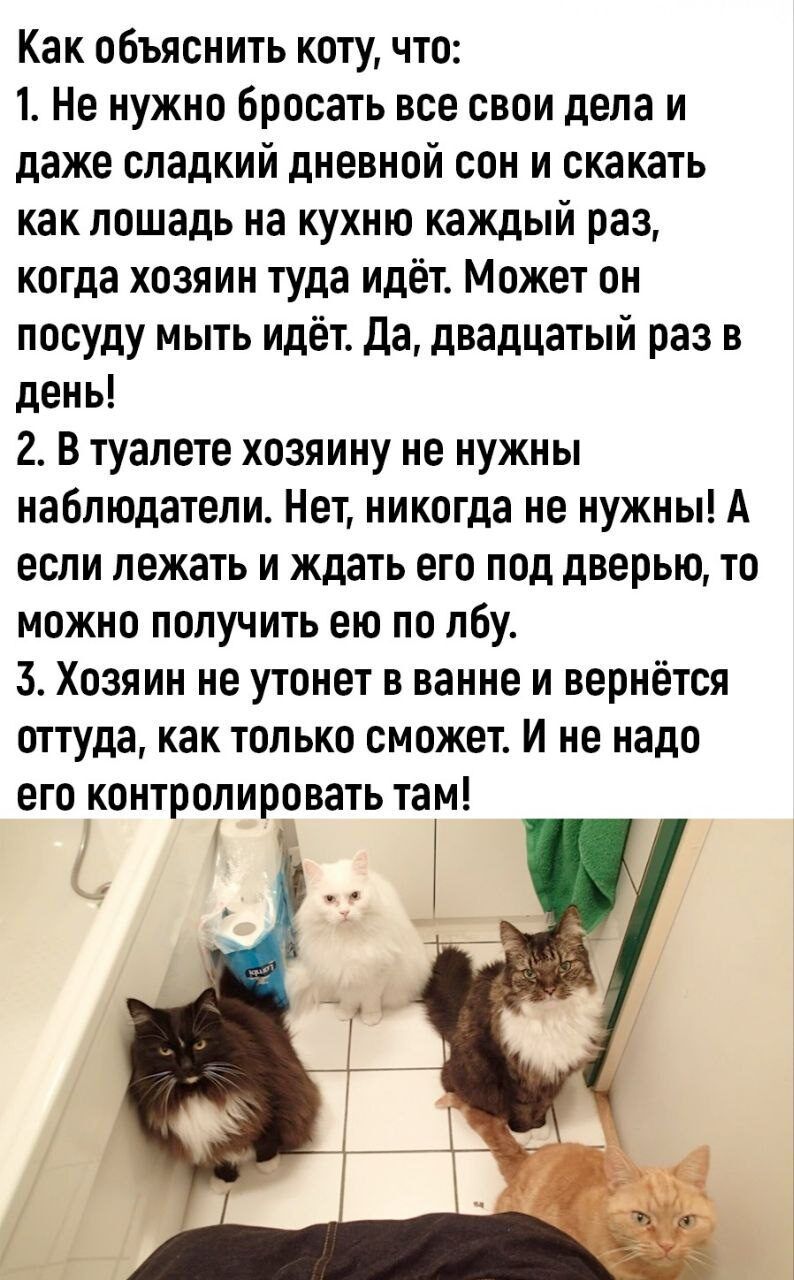 Как объяснить коту что 1 Не нужно бросать все свои дела и даже сладкий дневной сон и скакать как лошадь на кухню каждый раз когда хозяин туда идёт Может он посуду мыть идёт да двадцатый раз в день 2 В туалете хозяину не нужны наблюдатели Нет никогда не нужны А если лежать и ждать его под дверью то можно получить ею по лбу Хозяин не утонет в ванне и вернётся оттуда как только сможет И не надо его к