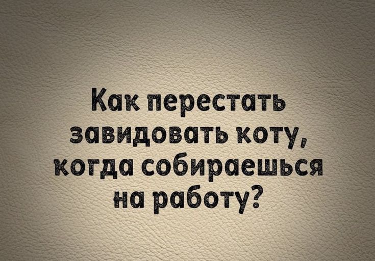 Как перестать завидовать коту на работу