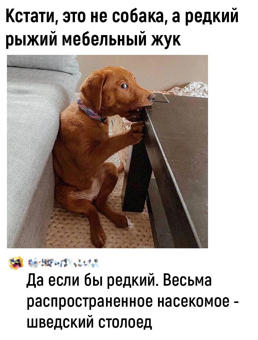 Кстати это не собака а редкий рыжий мебельный жук 1 да если бы редкий Весьма распространенное насекомое шведский столоед