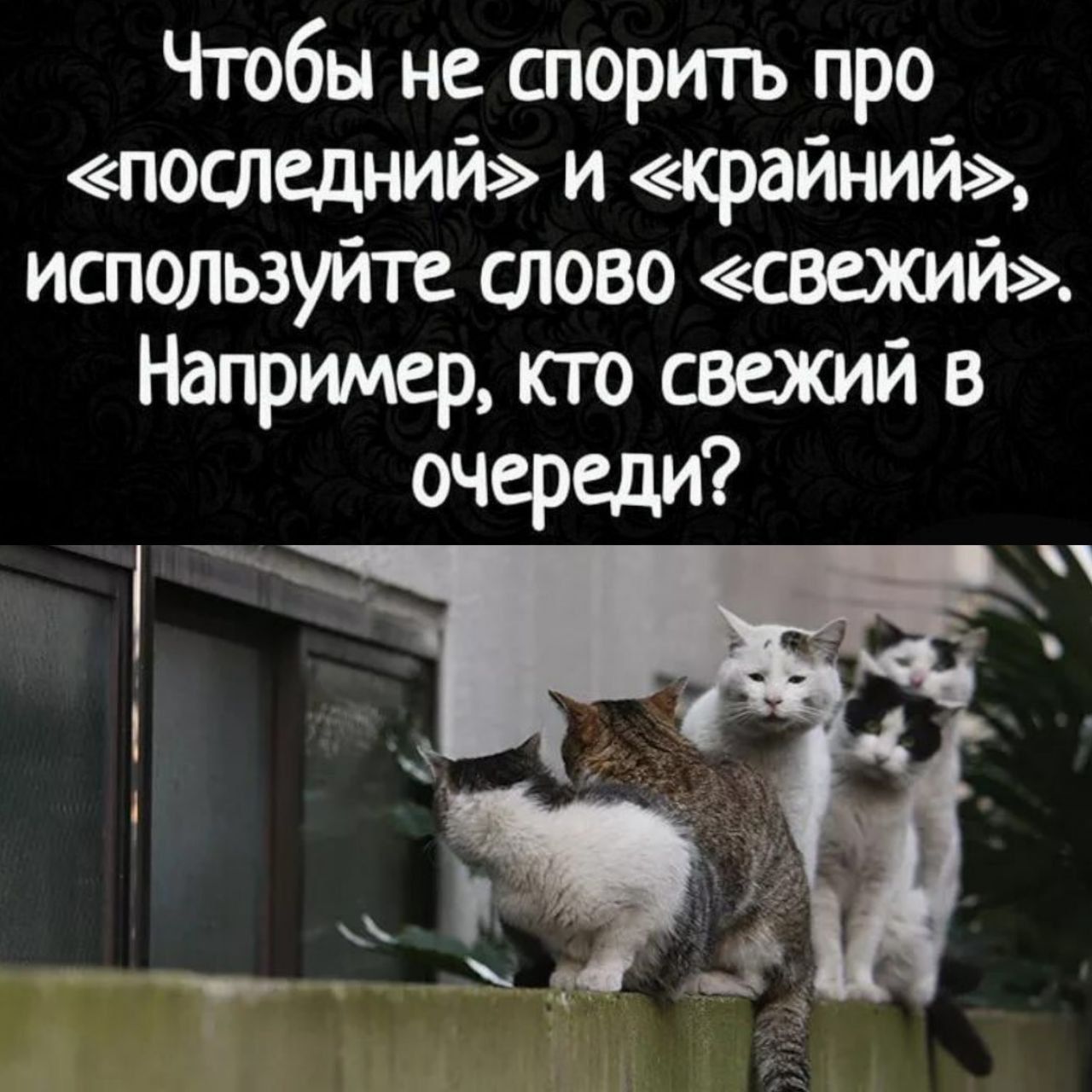 Чтобы не спорить про последнии и краинии используйте тово свежий Например кто свежий в очереди