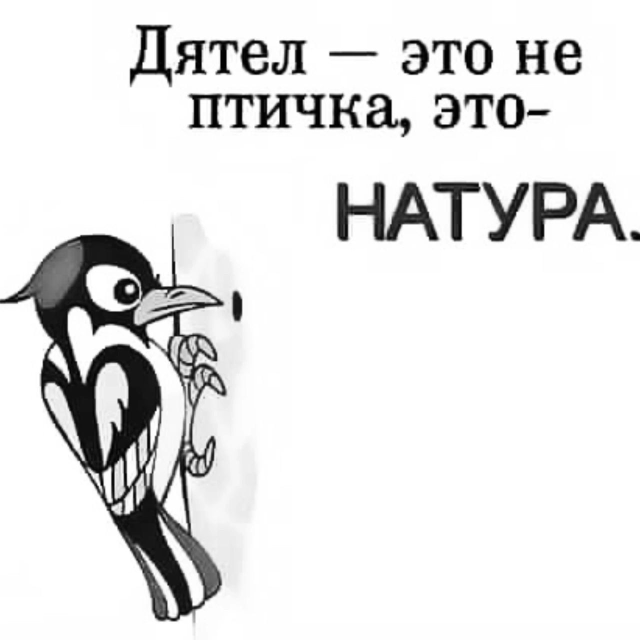 Дятел это не птичка это НАТУРА