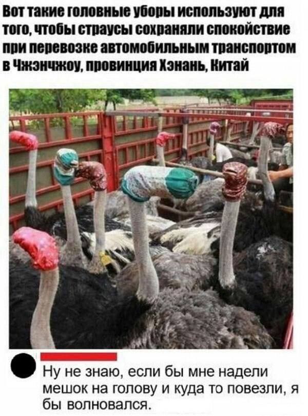 ш икт конюшне тии дм ип тон шви пи стием при мии ио ттт ини листя пишится нашь Иипй Ну не знаю если бы мне надели мешок на голову и куда то повезли я бы волновался