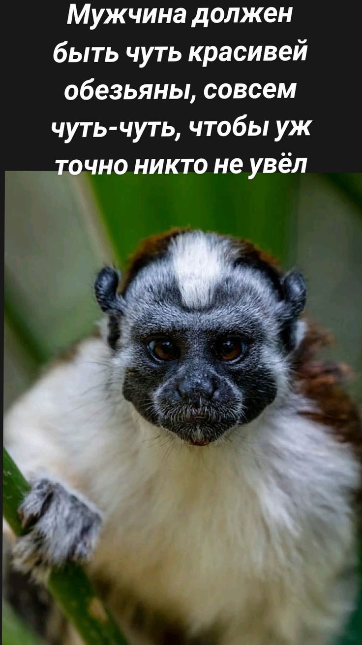 Мужчина должен быть чуть красивей обезьяны совсем чуть чуть чтобы уж чно никто не увёл