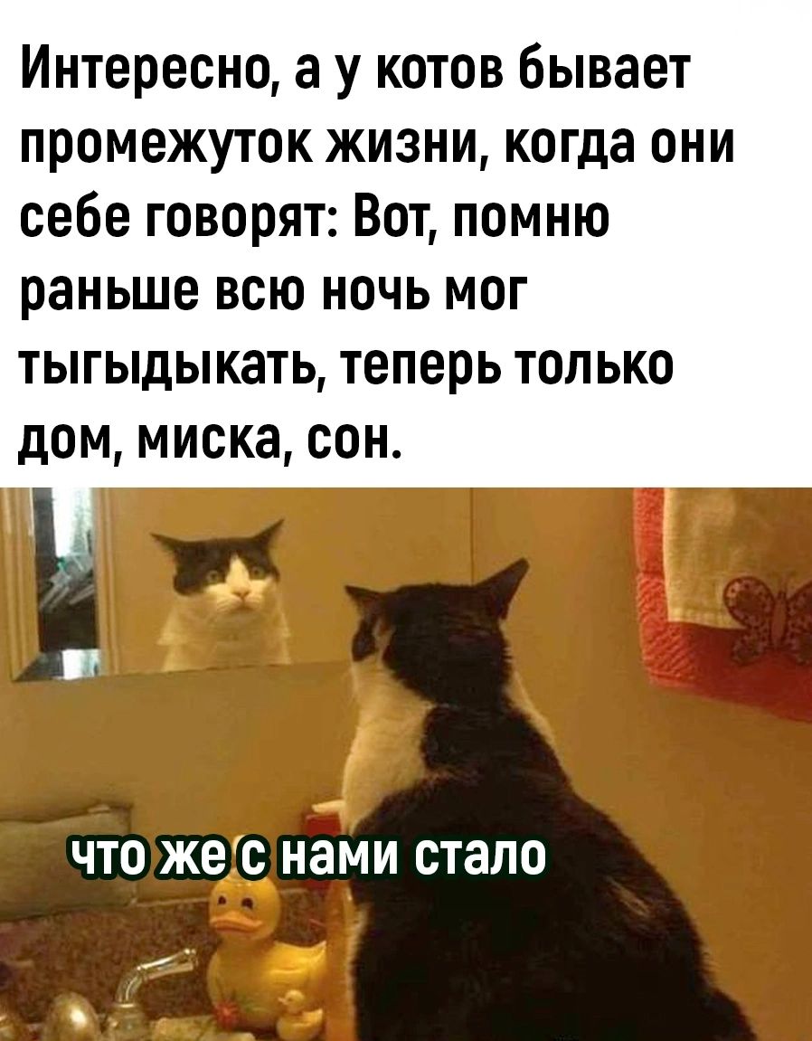 Интересно а у котов бывает промежуток жизни когда они себе говорят Вот помню раньше всю ночь мог тыгыдыкать теперь только дом миска сон