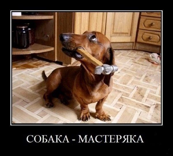 СОБАКА МАСТЕРЯКА