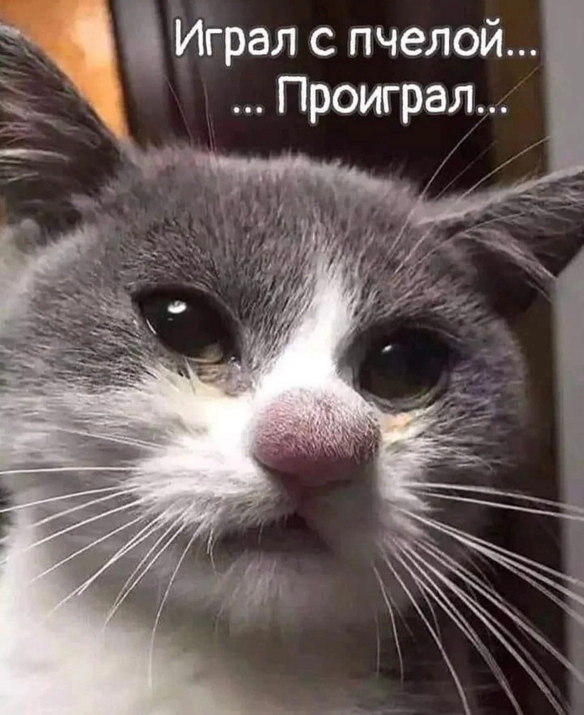 Играл с пчелой Проиграл