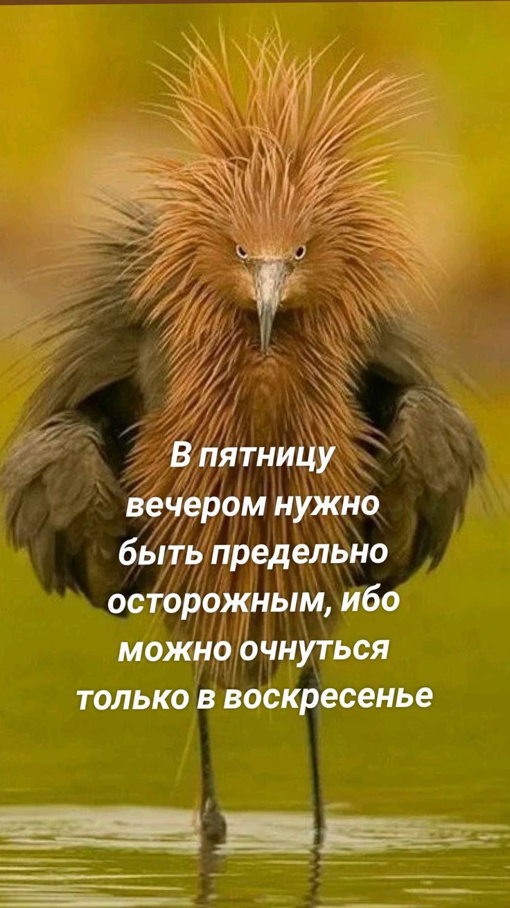 2 В пятницу вечером нужно быть предельно осторожным ибо можно очнуться только в воскресенье