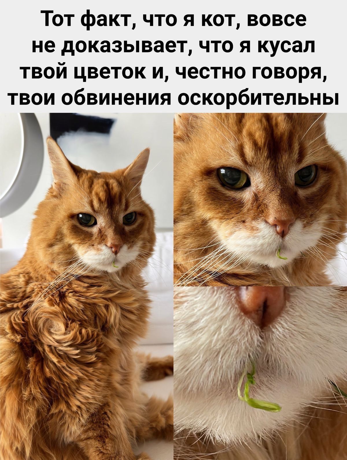 Тот факт что я кот вовсе не доказывает что я кусал твой цветок и честно говоря твои обвинения оскорбительны