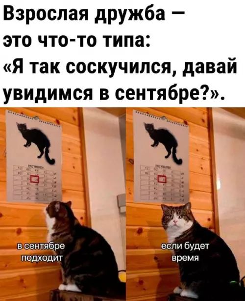 Взрослая дружба это что то типа Я так соскучился давай увидимся в сентябре УОВ КЗв
