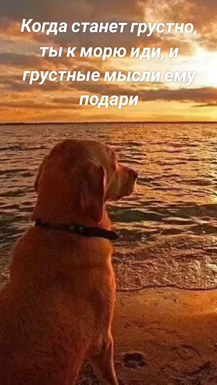 Коща станет г