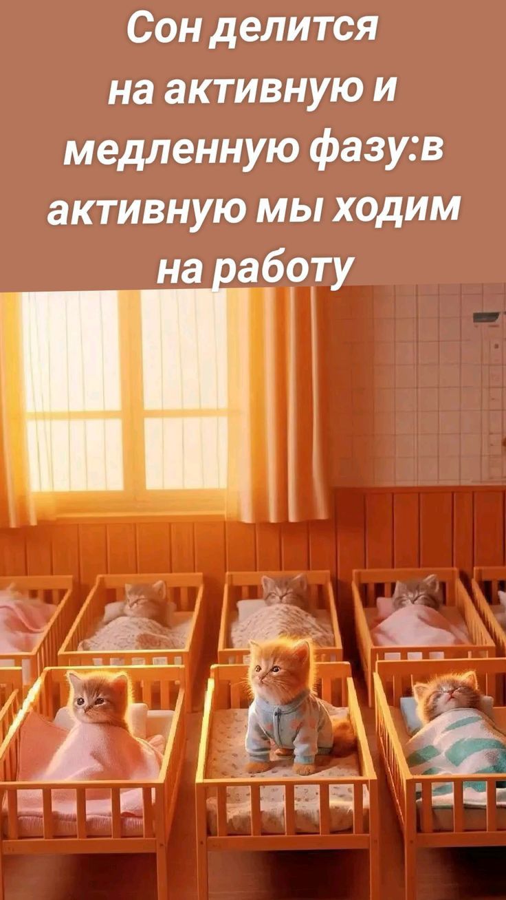 Сон делится на активную и медленную фазув активную мы ходим на работу УАеРЖеЕя еее Э998