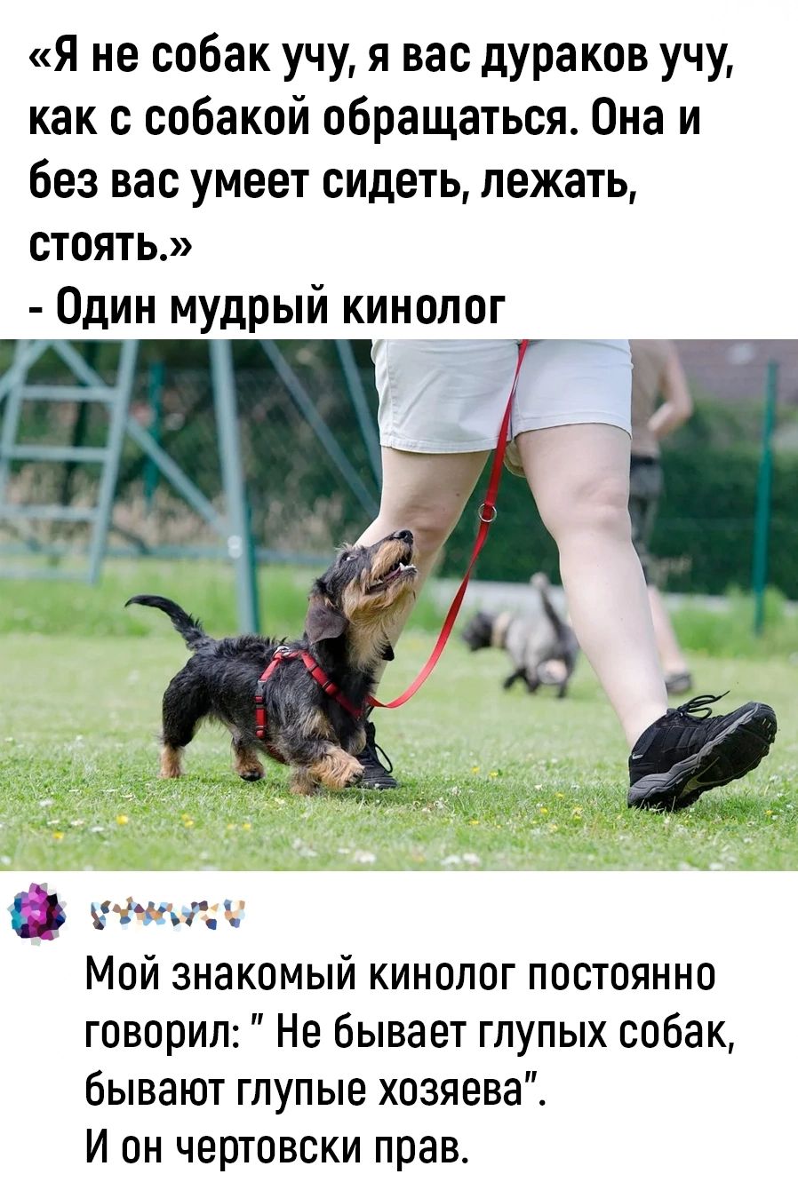 Я не собак учу я вас дураков учу как с собакой обращаться Она и без вас умеет сидеть лежать СТОяТЬ Один мудрый кинолог сс Мой знакомый кинолог постоянно говорил Не бывает глупых собак бывают глупые хозяева И он чертовски прав